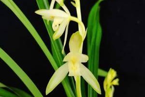 青山玉泉兰花的开花特性（一年开几次花？如何科学养护？）