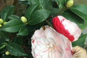 山茶花的日晒问题（如何给山茶花提供适宜的光照环境？）