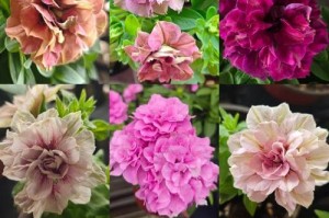 矮牵牛花开的时间和条件（探秘矮牵牛开花的奥秘——生长条件与繁殖方式）