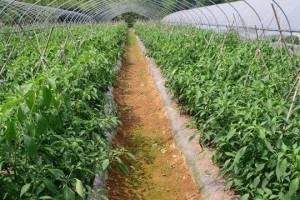 辣椒果实肥料选用指南（如何选择适合辣椒结果的肥料？）