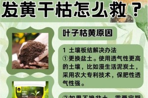 文竹黄叶的防治措施（保护文竹健康，解决黄叶问题）