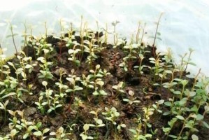 蓝莓繁殖全攻略（从种植到收获，轻松掌握蓝莓繁殖技巧）