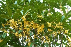 花期长的树种类（介绍树种花期特点及养护注意事项）