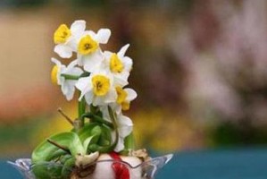 水仙花香有毒？（水仙花中的毒性成分和危害分析）