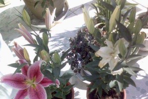百合花修剪指南（如何正确剪枝百合花，打造美丽花园）