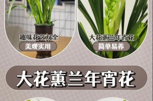 香兰开花时间及花期介绍（了解香兰花期，为繁殖培育提供参考）