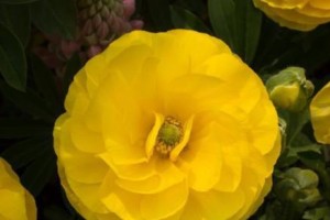 洋牡丹的花语（探寻洋牡丹花语的深层含义）