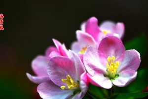 海棠花是否完全花？（探究海棠花的花部构造及特点）