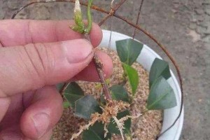阿司匹林能否用于多肉植物的浇水？（探究阿司匹林对多肉植物生长的影响及使用方法）