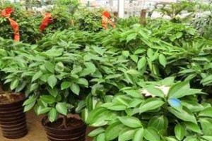 平安树扦插时间和方法详解（一步步教你轻松种植平安树）
