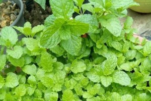 松树叶——宝贵的有机肥料资源（探究松树叶作为肥料的种种奥秘）