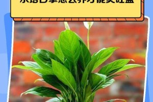 白掌夏天养护指南（打造绿意盎然的夏季室内花园）