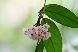 球兰花骨朵的形状特点（探究球兰花骨朵的奇妙之处）
