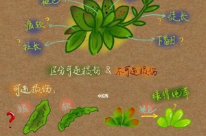 如何控制多肉植物的生长速度？（让多肉植物缓慢成长的方法与技巧）
