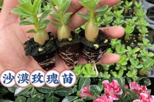 探秘沙漠玫瑰花的盛放时期（绝美沙漠风光中最美的一抹瑰丽）