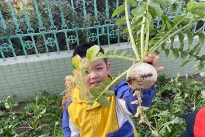 挂萝种植全攻略（以挂萝怎么种植为主题，从选购、养护到繁殖一应俱全）