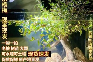 水杨梅水养全攻略（如何在家里水养水杨梅，让果子甜得更好吃？）