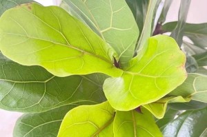 琴叶榕肥料选择指南（如何给琴叶榕施肥？最好的肥料是什么？）