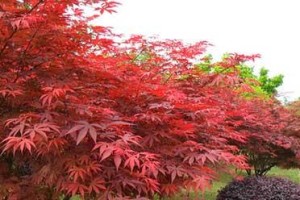 家里种红枫吉利，让风水为你添福寿（红枫种家里风水好吗？如何养护红枫？一探究竟）