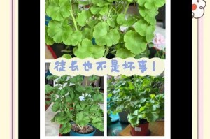 天竺葵的最佳扦插时期（掌握时间，轻松繁殖天竺葵）