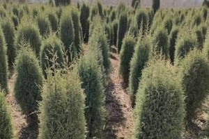 球柏的种植与养护（从选地、挑盆到施肥，教你打造健康球柏）
