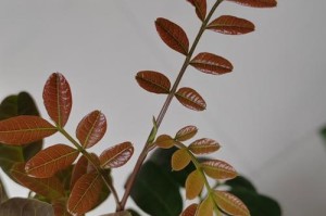 如何处理没有叶子的清木香？（解决无叶子清木香问题的简单方法）
