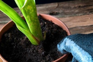 板结土种植指南（掌握适合板结土的植物，打造理想农田）