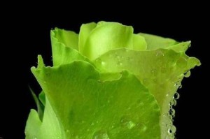 2016年玫瑰花蕾行情（把握行业发展趋势，寻找市场竞争力的新门路）