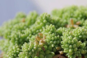 雪水浇花，你知道吗？（寒冬养花有妙招，雪水为花滋养。）