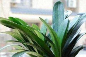 矿泉水能否浇灌君子兰？（探究矿泉水对君子兰生长的影响）