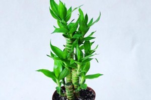 莲花竹养护全指南（打造您家的绿色生态空间）