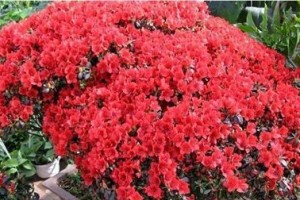 打造缤纷花海，杜鹃花养护全攻略（从选种到施肥，轻松掌握杜鹃花养殖技巧）