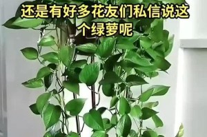 绿萝花有毒吗？室内养护注意事项详解（室内养绿萝花，你需要了解的15个注意事项）