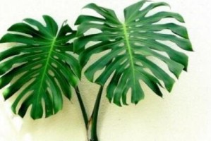 龟背竹如何正确浇水？（掌握正确的浇水方法，让龟背竹健康成长）