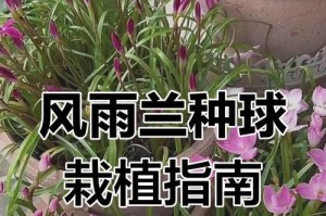 风雨兰的种植方法与时间（轻松掌握，打造美丽庭院）