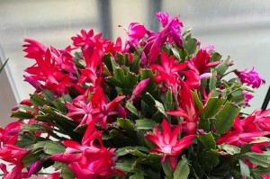 蟹爪兰花期解析（了解蟹爪兰的花期，让你更好地栽培它）