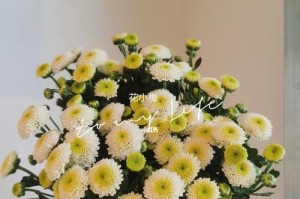 小皱菊养护指南（轻松掌握种植技巧，让小皱菊长势喜人）