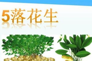 探寻花生的品质和精神（品质呈现自然美味的奥秘）