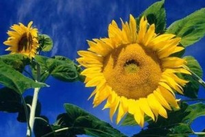 向日葵的花期及养护知识（了解向日葵的花期，把握观赏时机）
