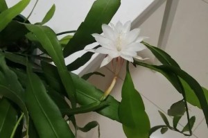 小叶昙花的养殖全攻略（打造自己的花园乐园，从小叶昙花开始）