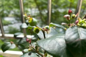 打造旺盛的蓝莓树（如何养护蓝莓、如何增产蓝莓）