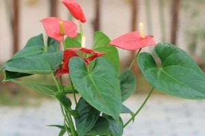 红掌不开花的原因及解决方法（解析红掌不开花的根源和措施，让您的红掌绽放美丽）