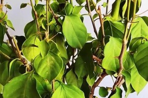 三角梅换盆后的浇水技巧（优化生长环境，合理浇水是关键）