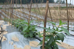 人参种植时间与生长周期的掌握（探究人参种植的最佳时间和生长规律，让您的收成更丰硕！）