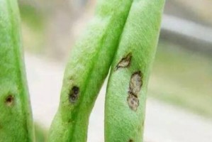 生菜炭疽病的发病原因与治疗方法（关注生菜健康，预防炭疽病从我做起）