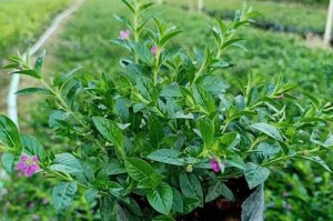 满天星的种植与布置（打造浪漫花园，让满天星点亮您的生活）