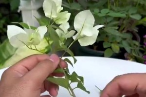 以三角梅插枝繁殖的技巧与方法（揭秘三角梅插枝繁殖的诀窍和关键步骤）