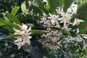 桔子树的开花结果（掌握开花结果时间，享受新鲜果实）