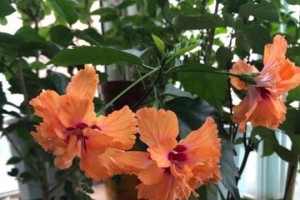 扶桑花开花后的管理和养护（如何使扶桑花盛开更久？——）