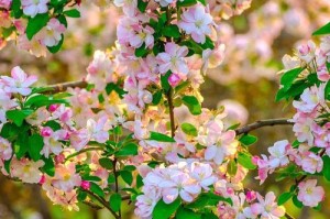 揭秘海棠花的“完全花”之谜（海棠花的花型特征及其生殖方式）